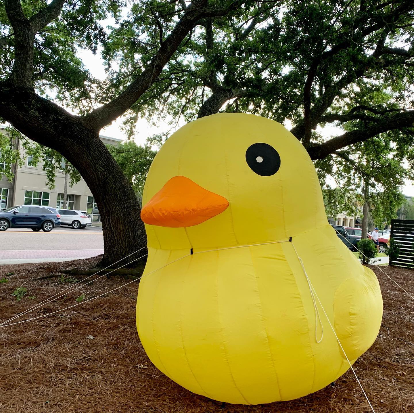 Charleston Duck Race -- Ducky is ready for fun!
